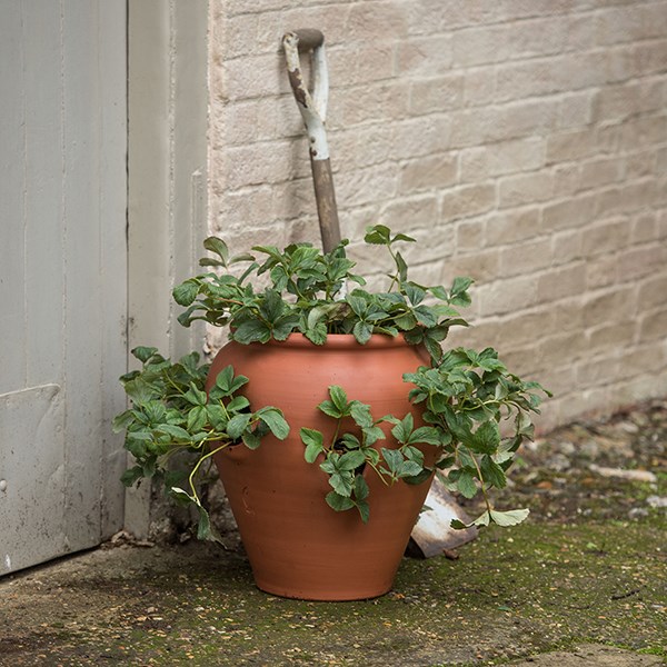Terracotta strawberry pot