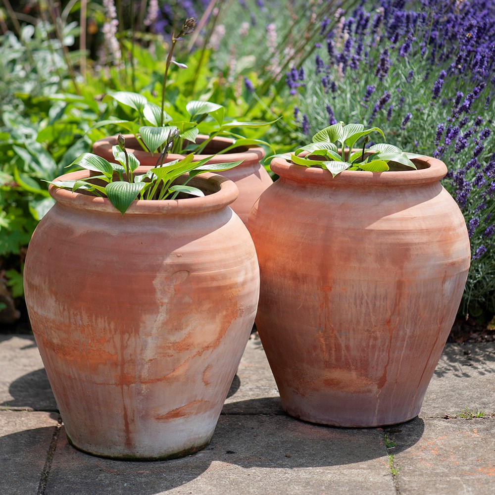 Terracotta tulip pot
