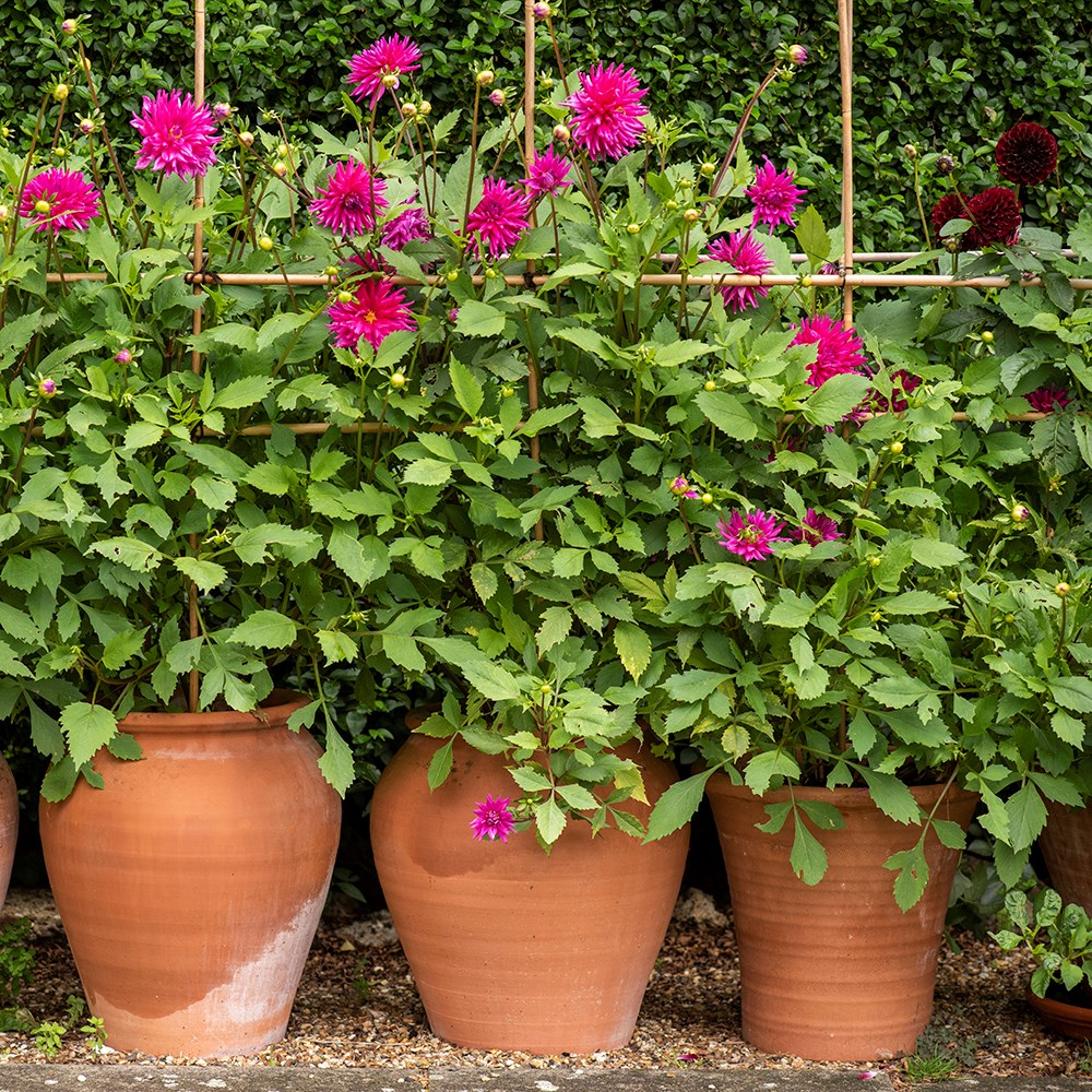 Terracotta tulip pot