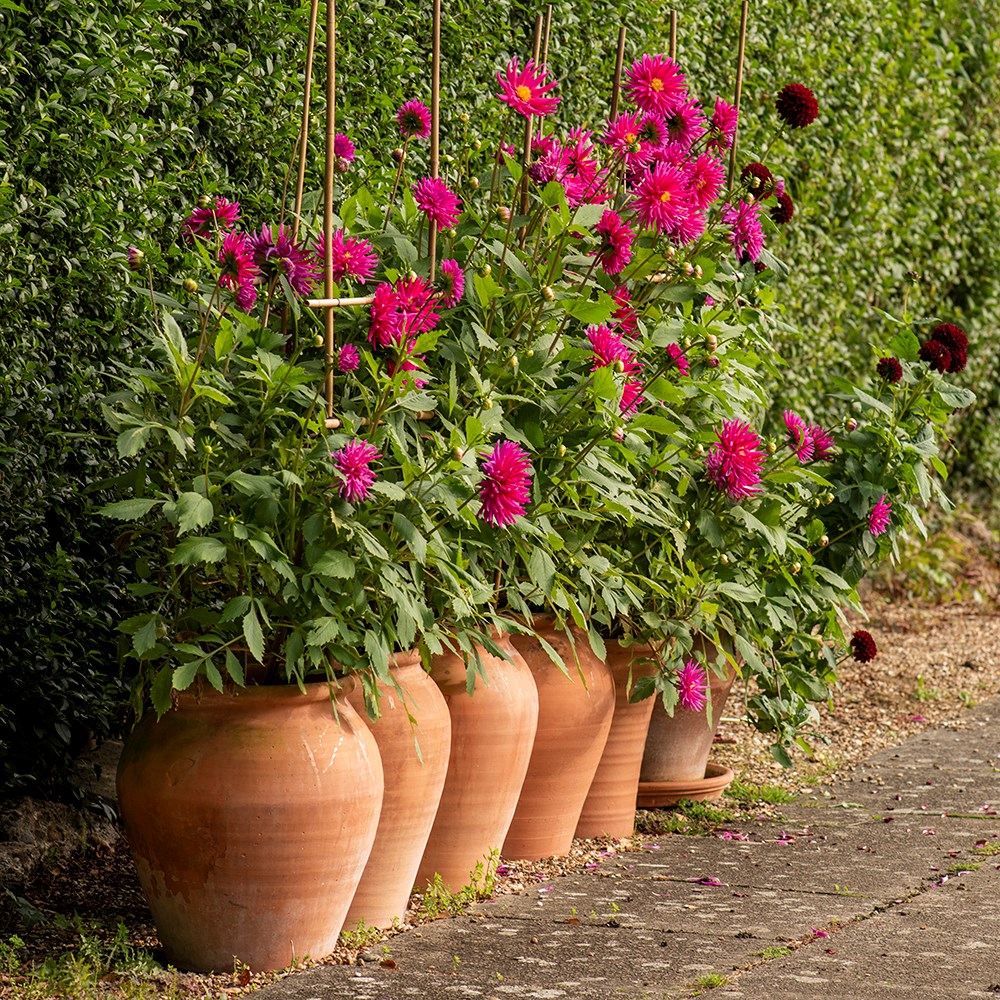 Terracotta tulip pot