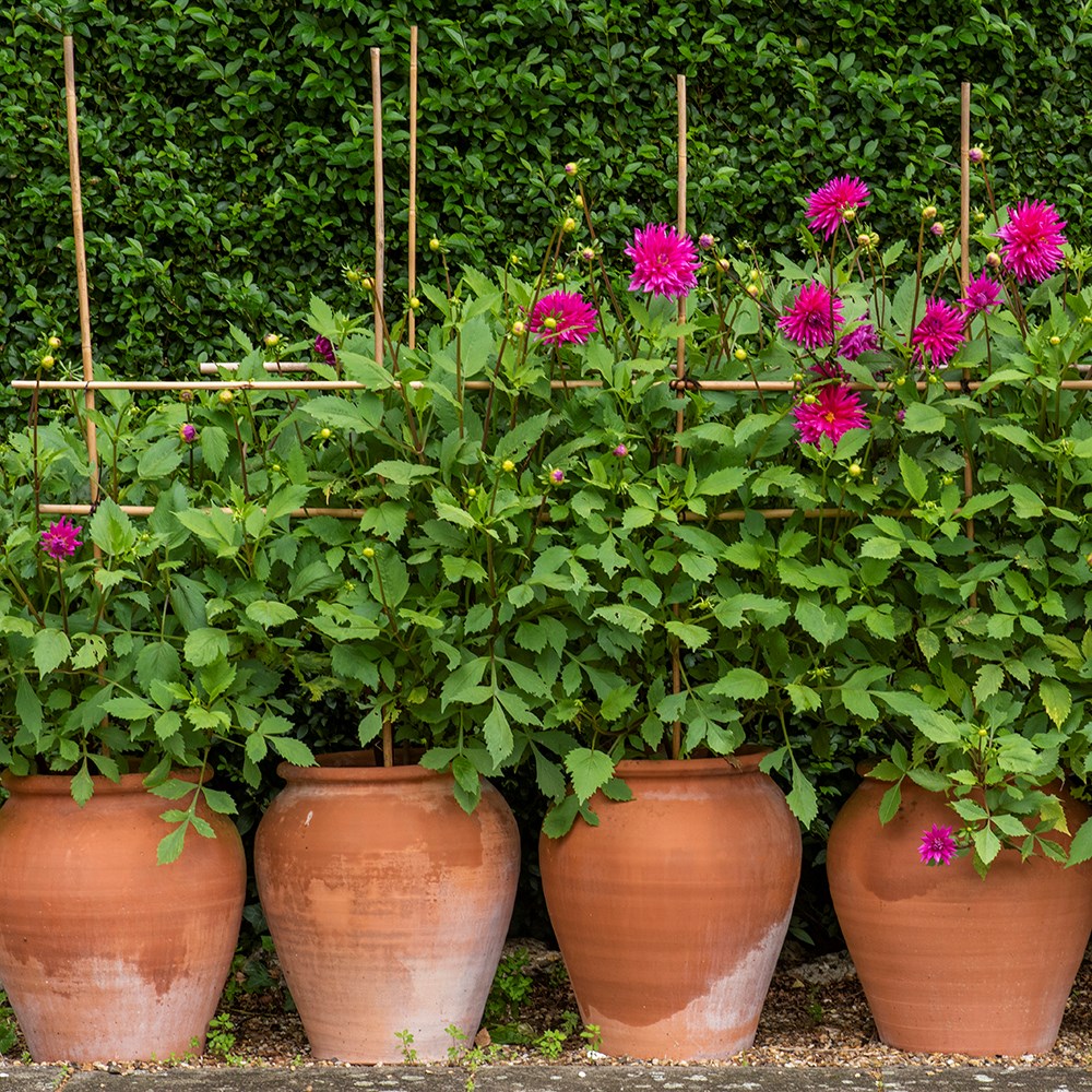 Terracotta tulip pot