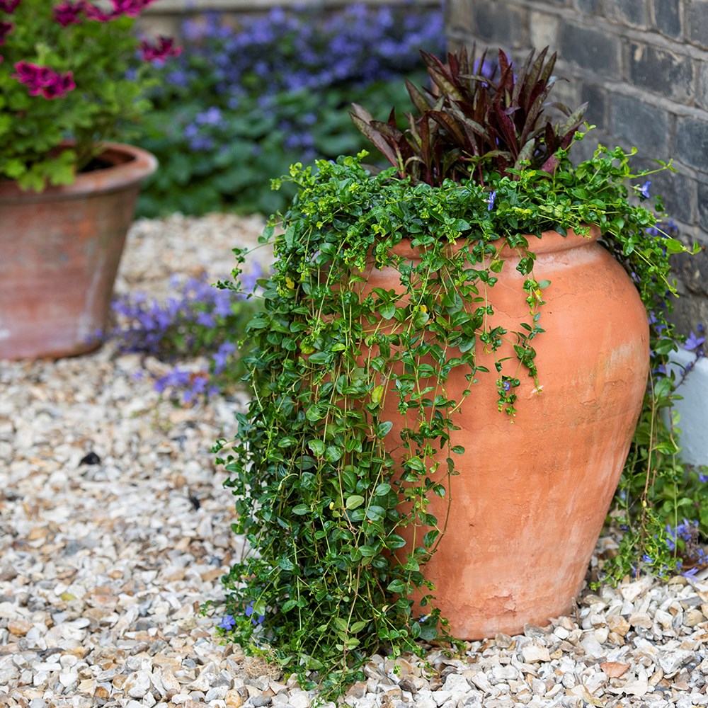 Terracotta tulip pot