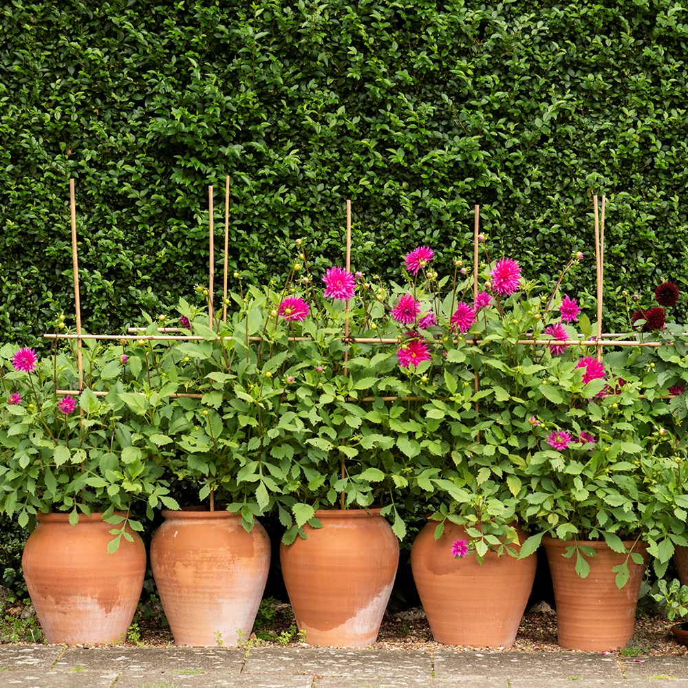 Terracotta tulip pot