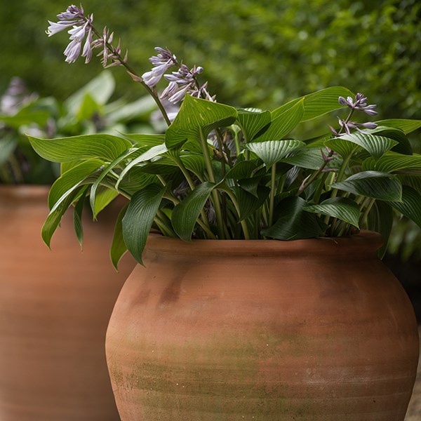 Terracotta tulip pot
