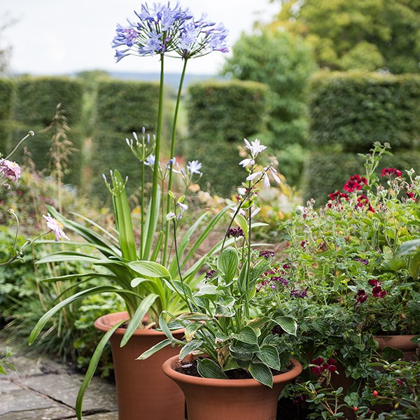Terracotta flared rim pot