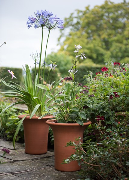 Terracotta flared rim pot