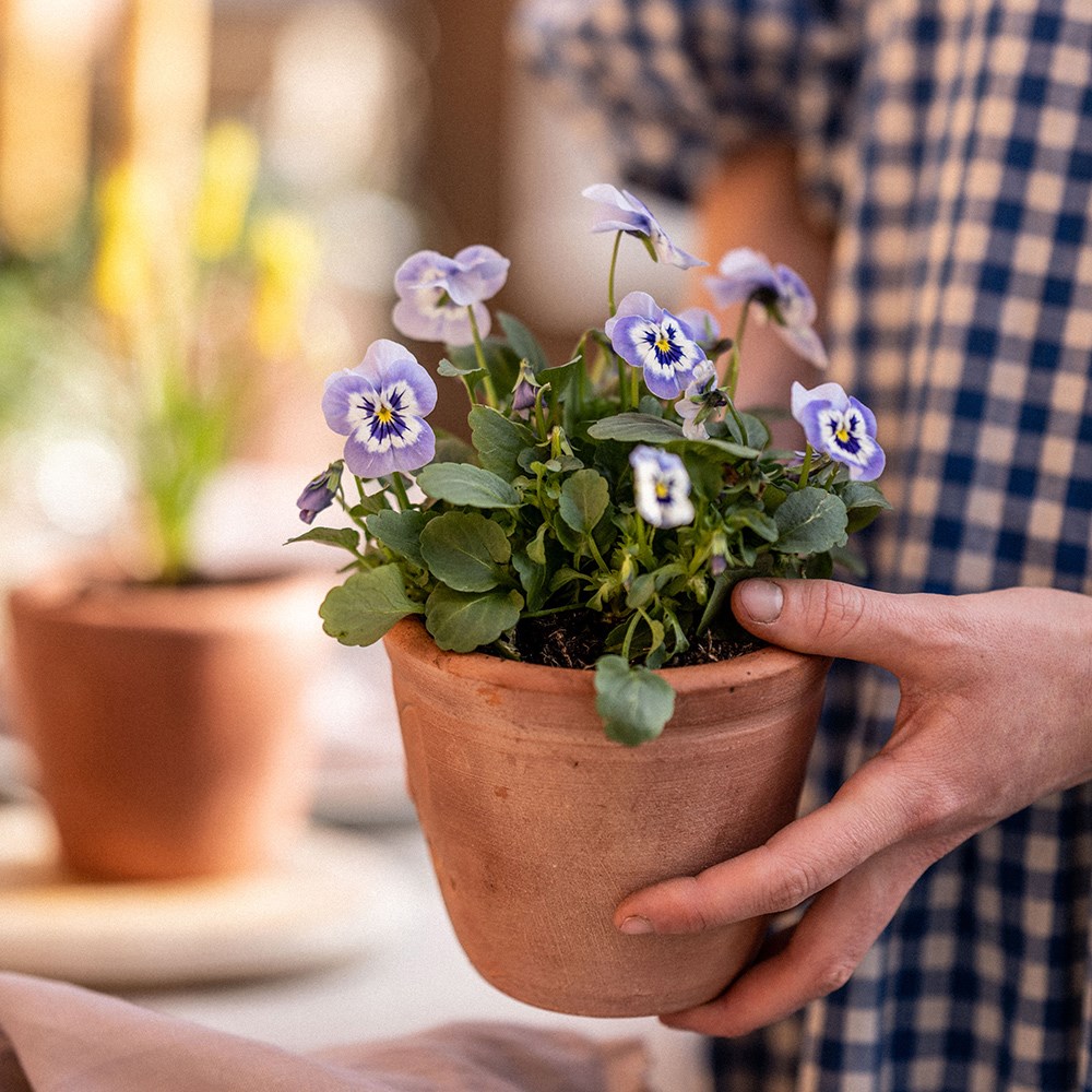 Terracotta seedling pots - set of 3