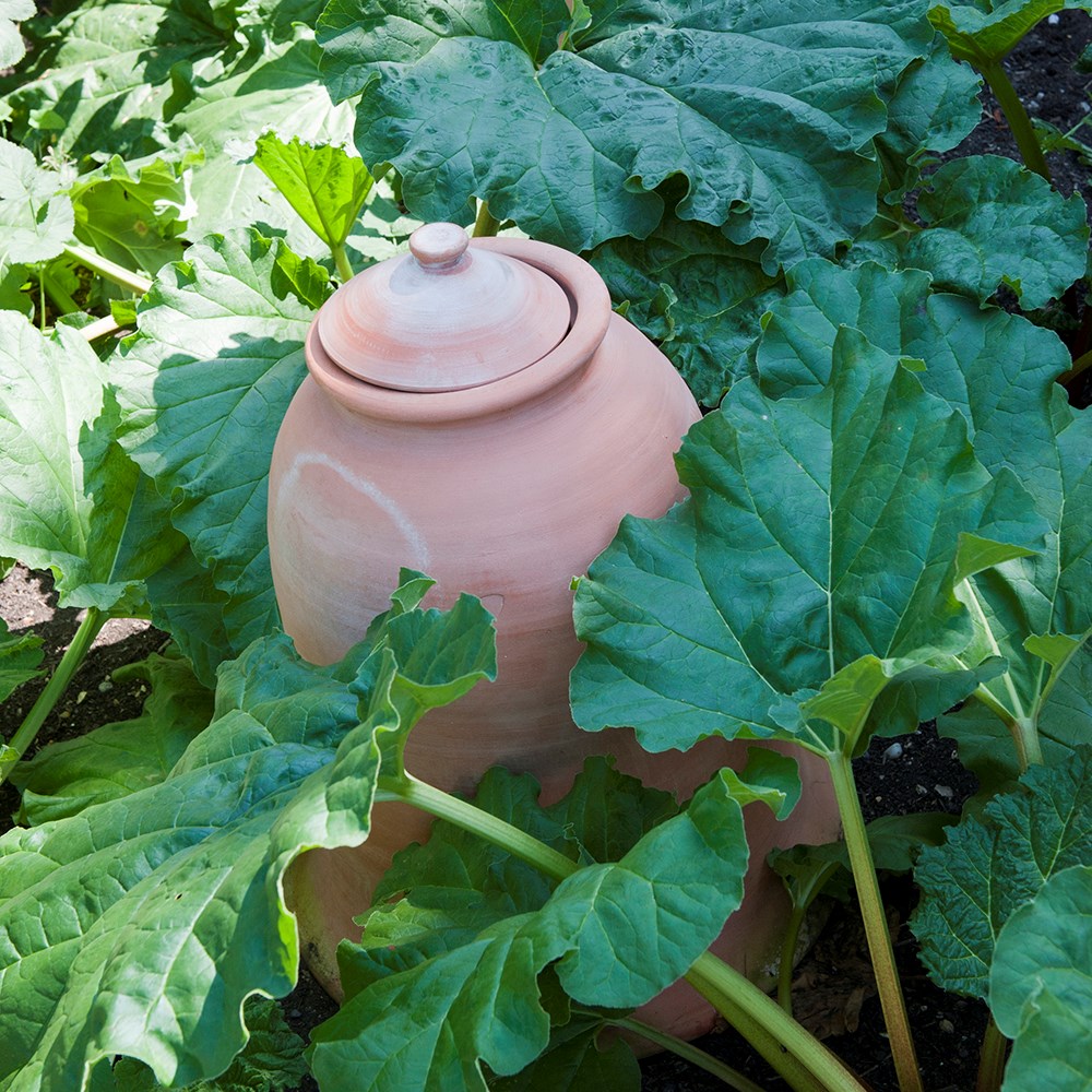 Terracotta rhubarb forcer