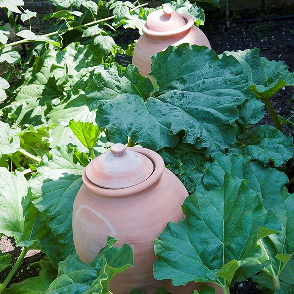 Terracotta rhubarb forcer