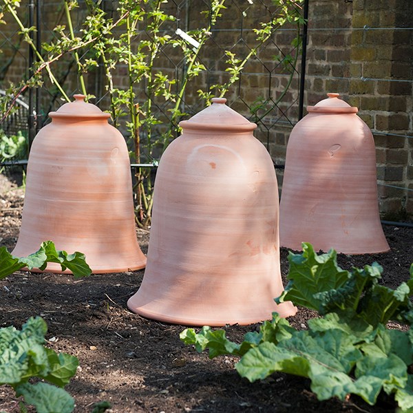 Terracotta rhubarb forcer