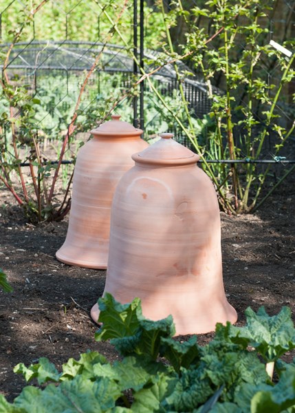 Terracotta rhubarb forcer
