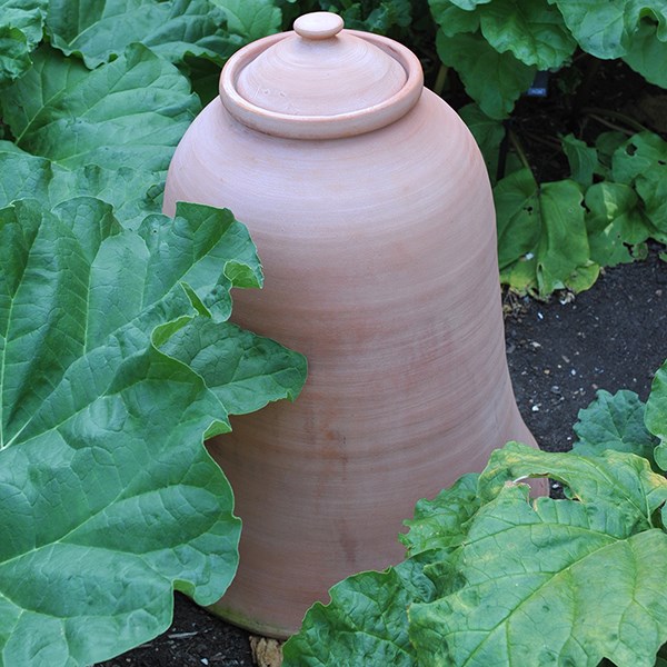 Terracotta rhubarb forcer