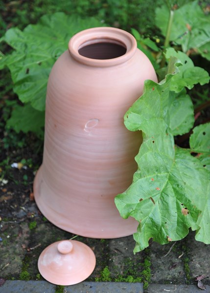 Terracotta rhubarb forcer