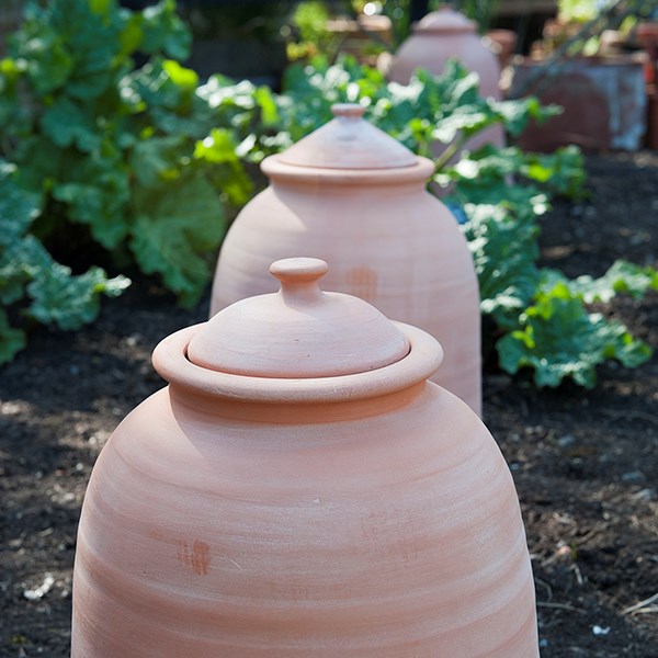 Terracotta rhubarb forcer