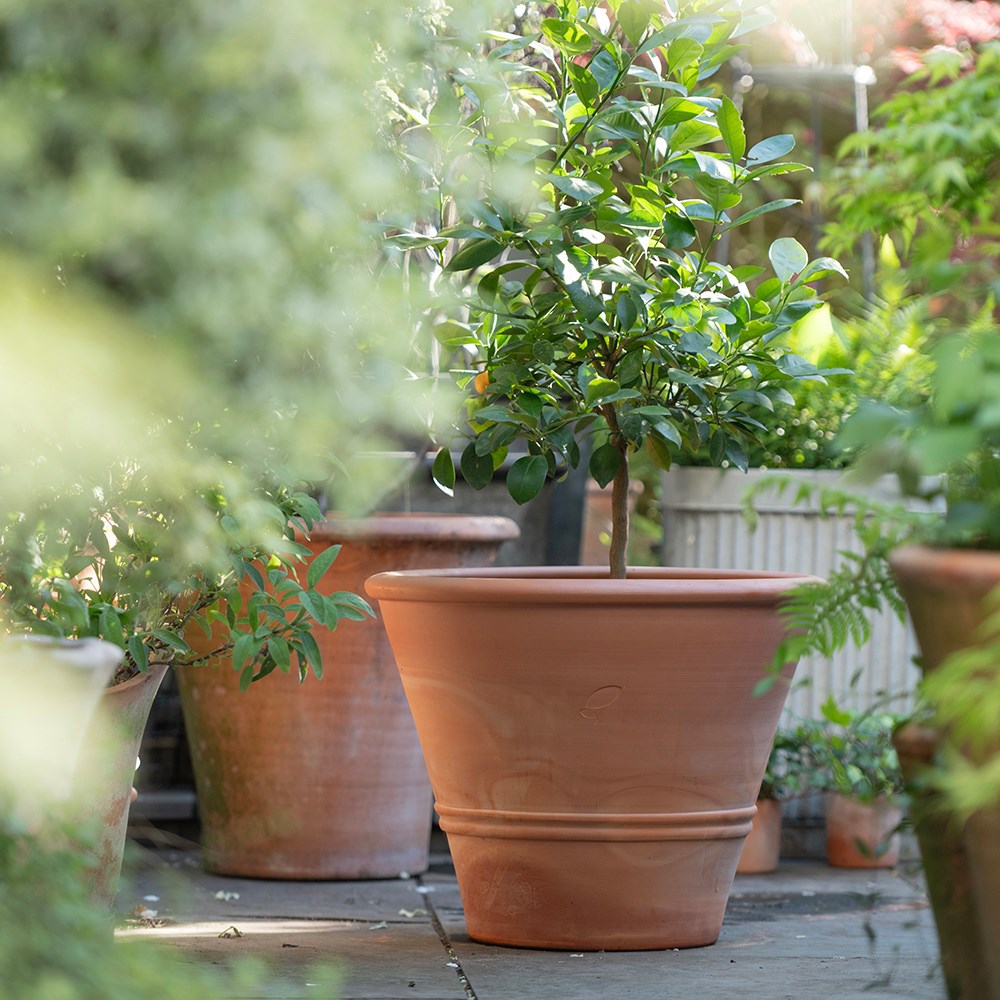 Terracotta citrus pot