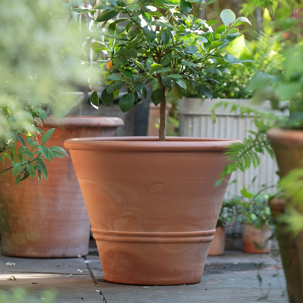 Terracotta citrus pot