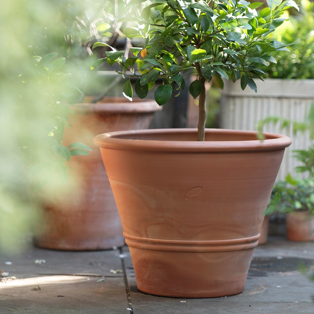 Terracotta citrus pot