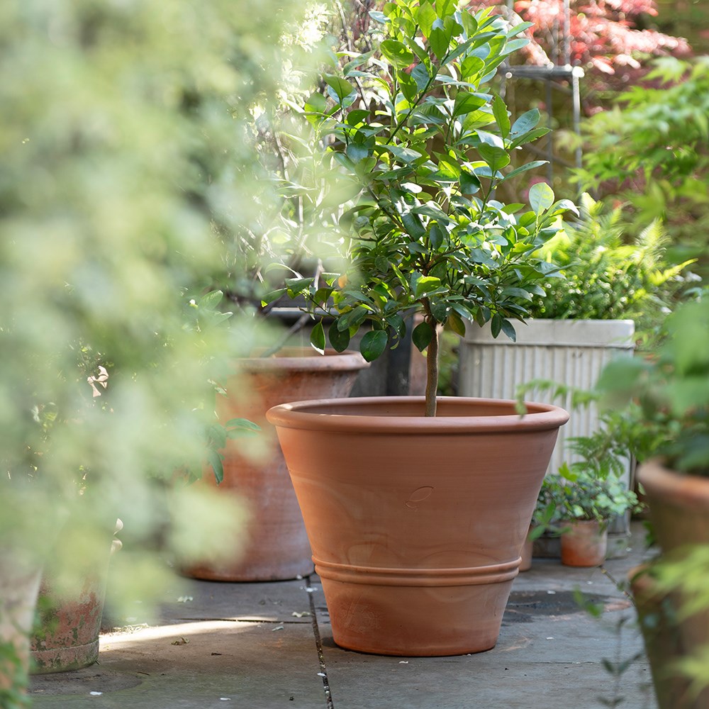 Terracotta citrus pot