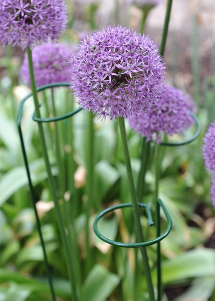 Single stem plant support - green