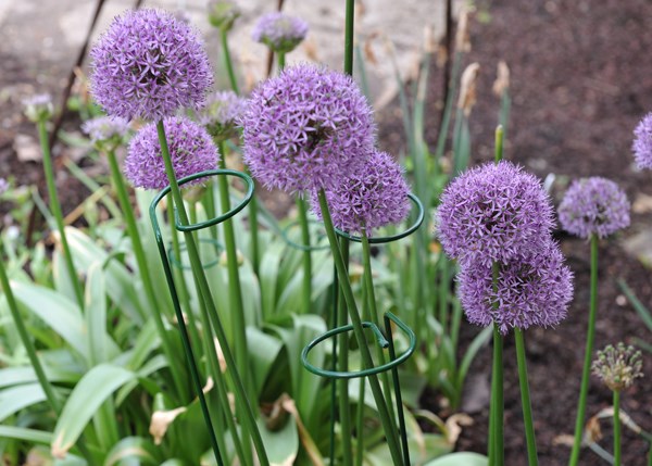 Single stem plant support - green