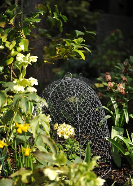 Squirrel proof cloche