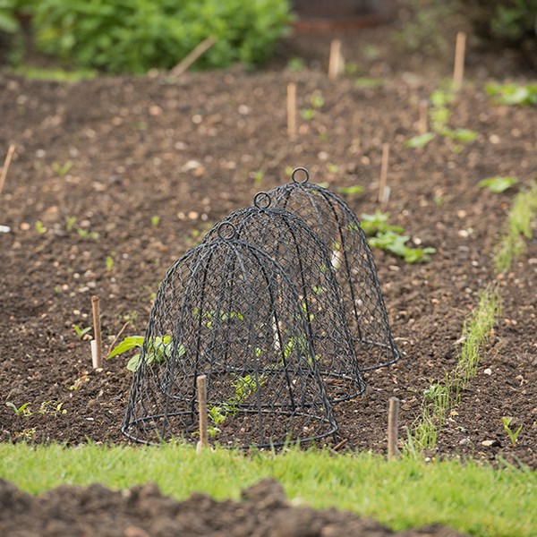 Squirrel proof cloche