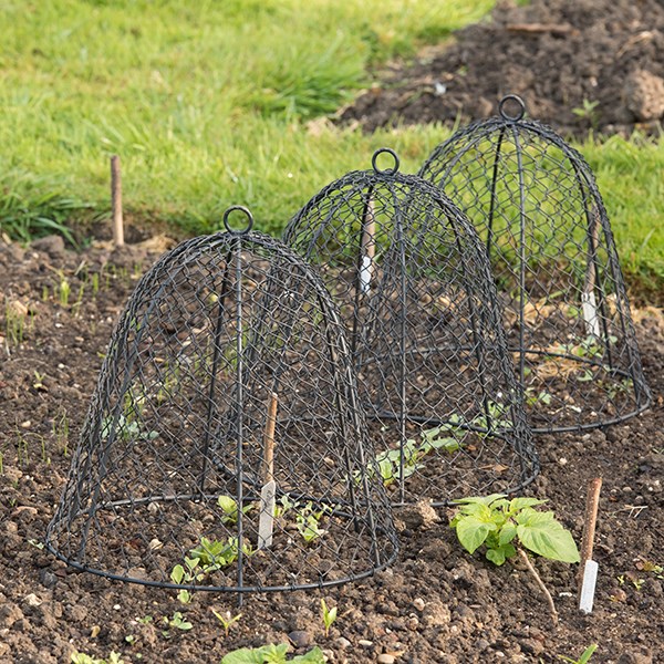 Squirrel proof cloche