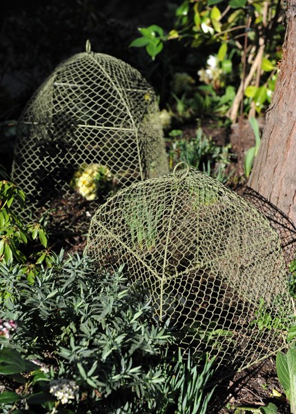 Rabbit proof cloche