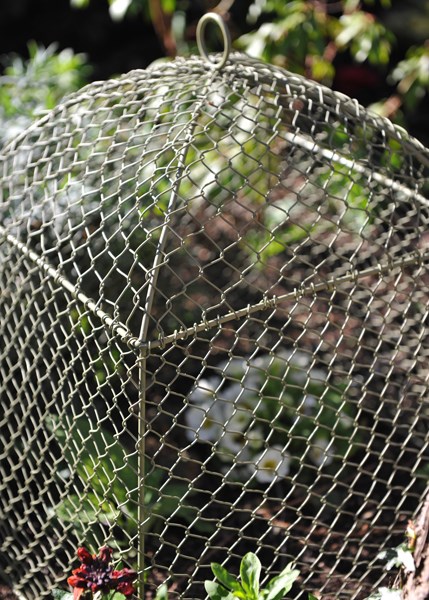 Rabbit proof cloche