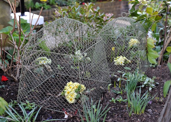 Rabbit proof cloche