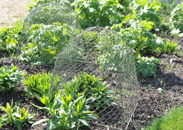 Rabbit proof cloche
