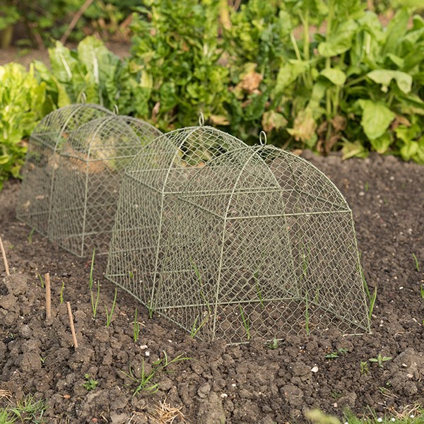 Rabbit proof cloche