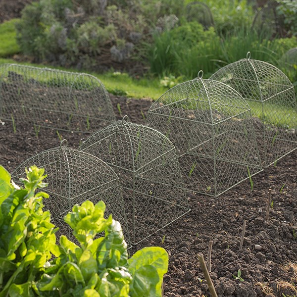 Rabbit proof cloche