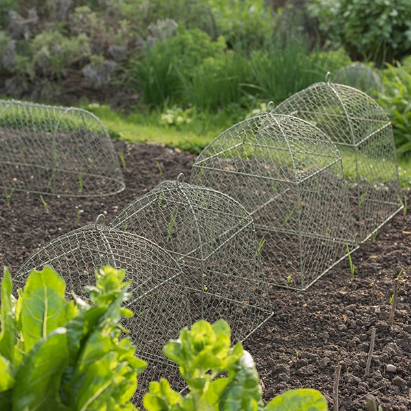 Rabbit proof cloche