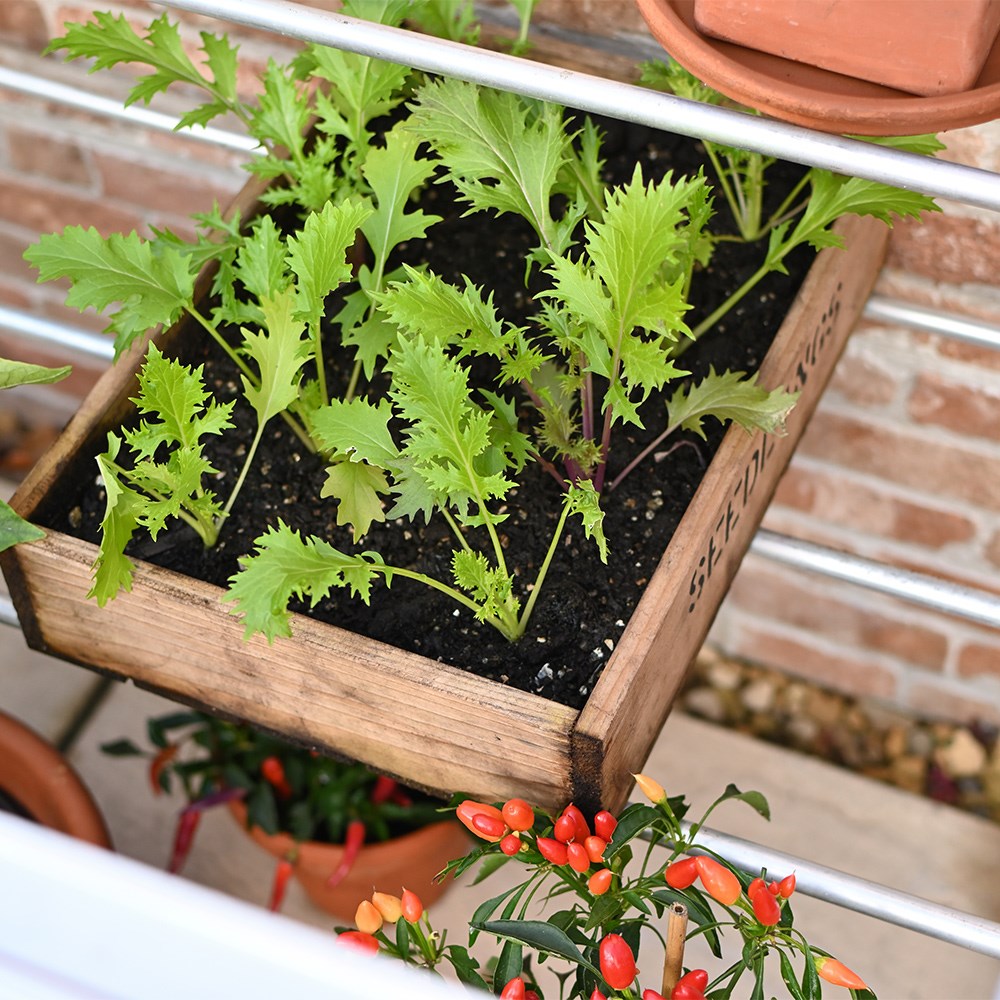 Small space aluminium half wall growhouse