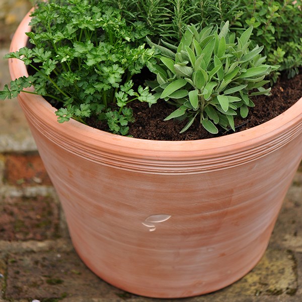 Kitchen garden terracotta pot