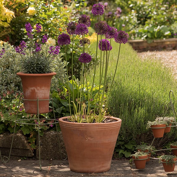 Kitchen garden terracotta pot