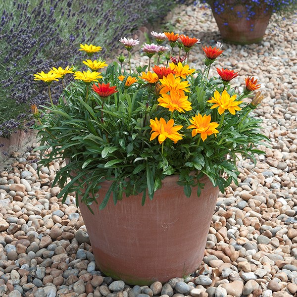 Kitchen garden terracotta pot