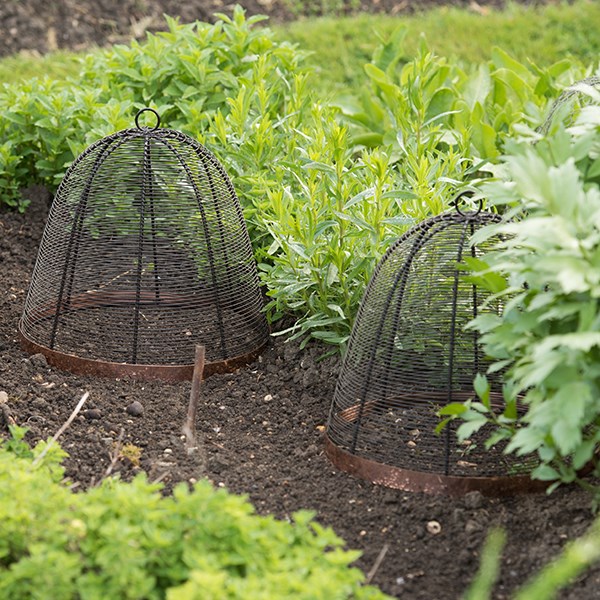 Copper rimmed cloche - bronze