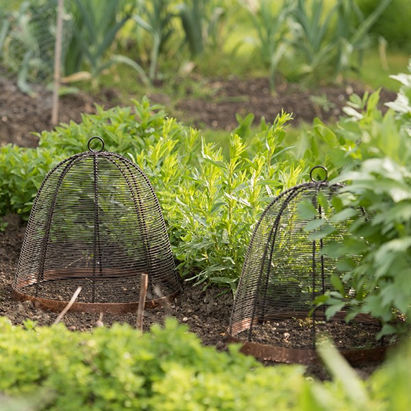 Copper rimmed cloche - bronze