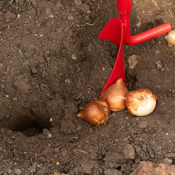 Darlac long handled bulb planter
