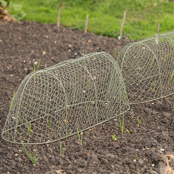 Long rabbit proof cloche - lichen green