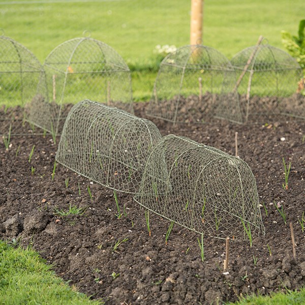 Long rabbit proof cloche - lichen green