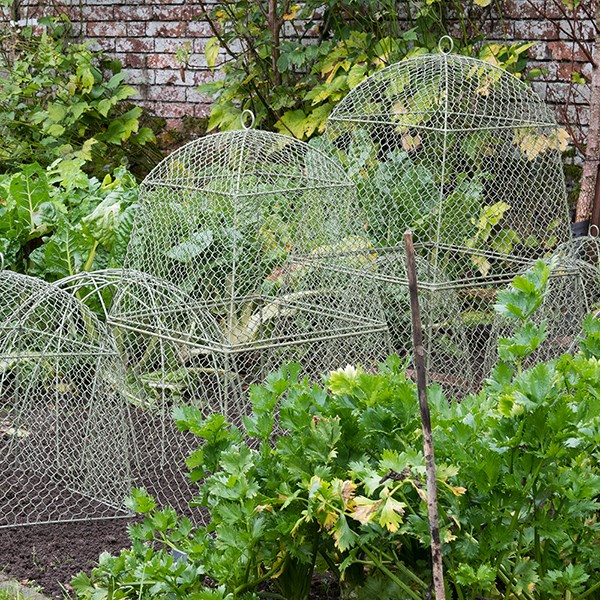 Rabbit proof cloche extension