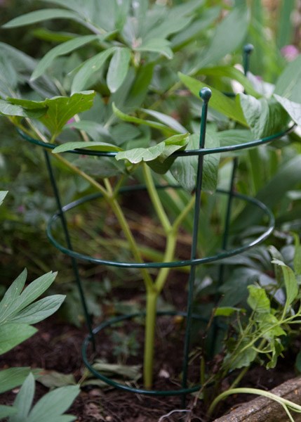 Peony plant supports
