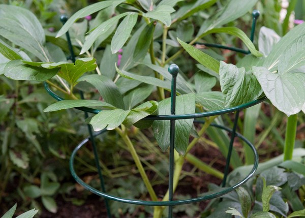Peony plant supports
