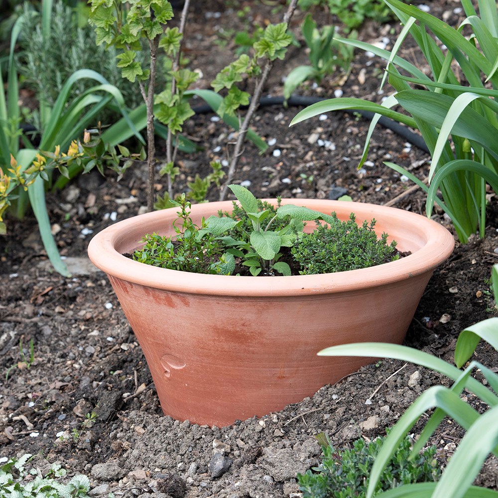 Terracotta rimmed grow pot