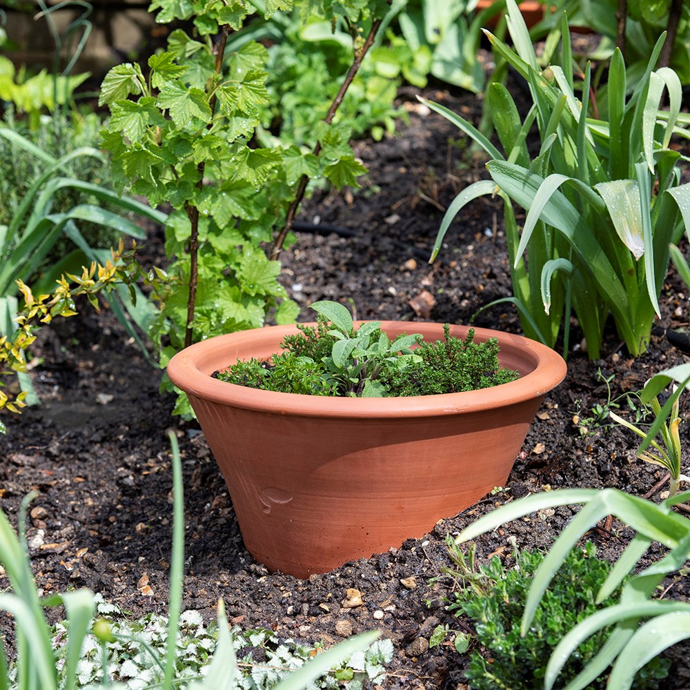 Terracotta rimmed grow pot