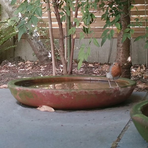 Terracotta saucer