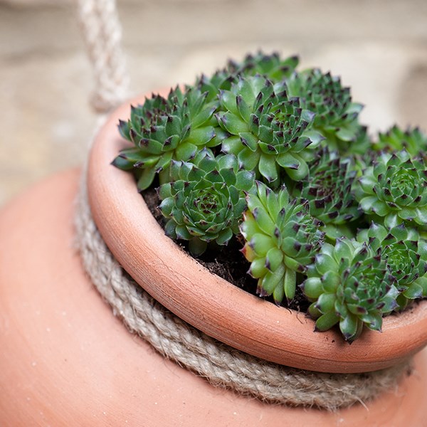 Terracotta babylon hanging pot